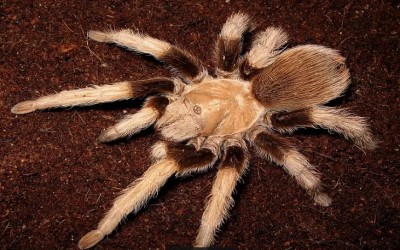 Aphonopelma Chalcodes 6 mm Tarantula